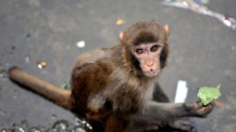 Парализирани маймуни проходиха, има надежда и за хората