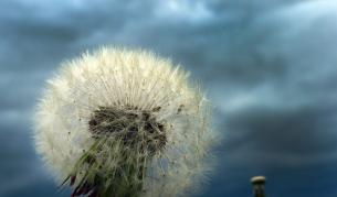 Можем ли да получим електричество от растения