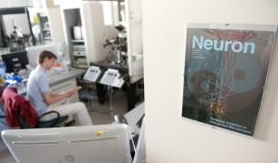 Човешкият мозък се обновява непрекъснато