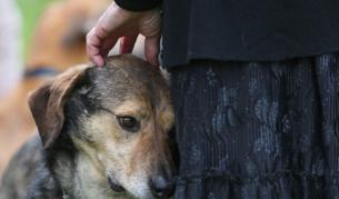 Нови трупове на кучета в парка край стадион "Славия"