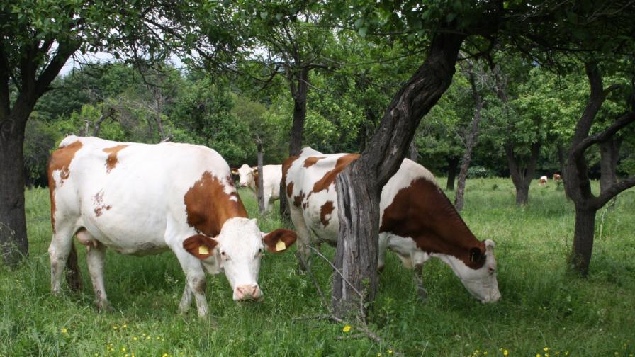 Крави затрудняват движението по AM "Хемус"
