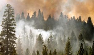 Щетите от пожара в Калифорния минаха $20 млрд.