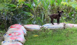 Наводнения в Източна Румъния взеха осем жертви