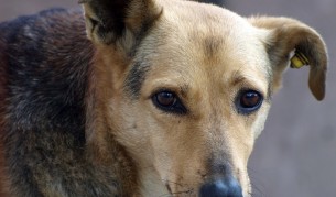 Един жесток и вече забранен български ритуал - тричане