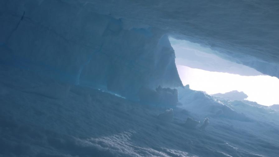 Откриха древна гора под топящ се ледник в Аляска
