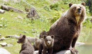 За древните мечки размерът е имал значение