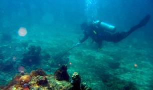 Затоплянето на океаните увеличава нивата на живак в рибите