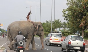 На пътя в Индия: по-добре крава, отколкото колоездач