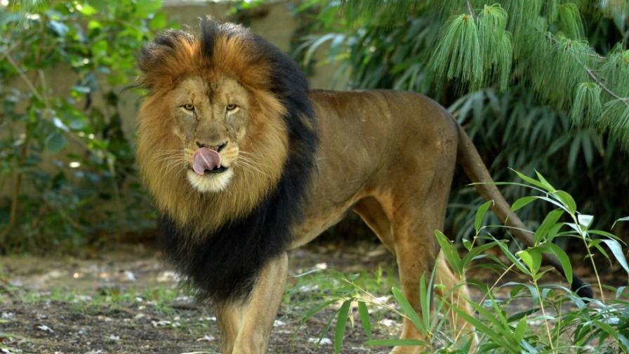Лъв уби женска в зоопарк в Далас