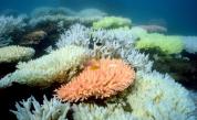 Кораловите рифове страдат от ниските нива на кислород във водата