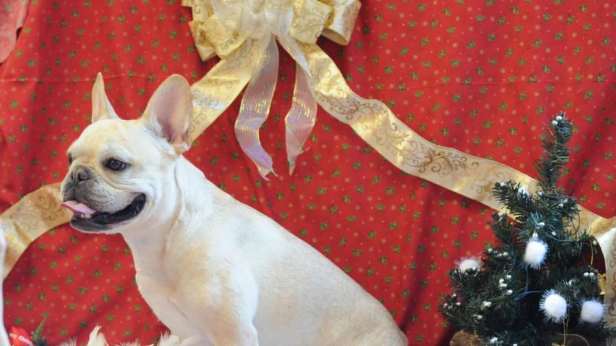 "Четири лапи": Не подарявайте кученца и котенца по празниците