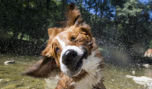 Слушалки превръщат кучешкия лай в човешка реч