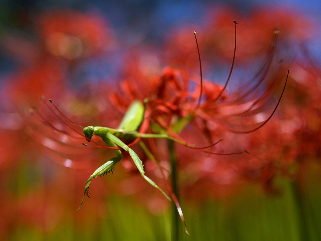 Европейски Мантис (Mantis religiosa) стои върху цъфнала червена паякова лилия паяк в парк в префектура Сайтама, близо до Токио,
Япония, 27 септември 2013 г.